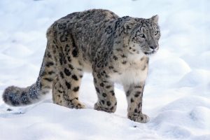 afghanistan snow leopard