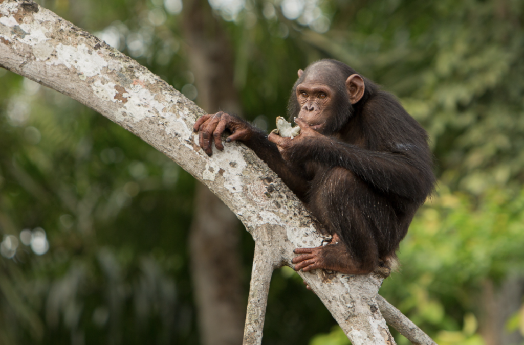 bonobos