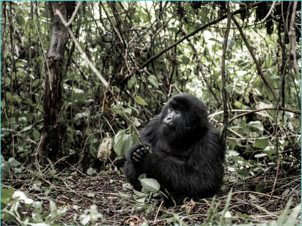 mountain gorilla