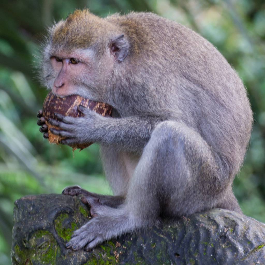 Ubud Monkey Forest