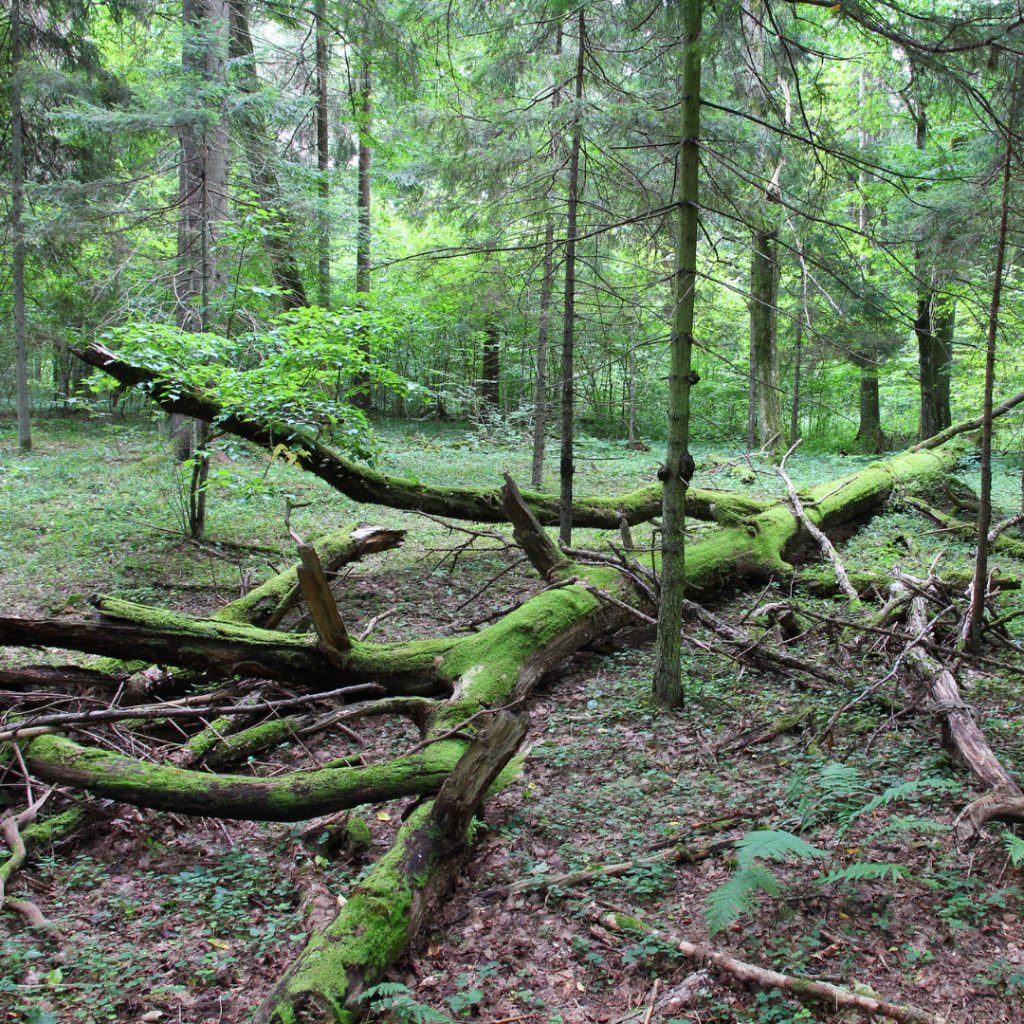 Bialowieza Forest