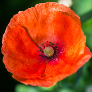 corn poppy