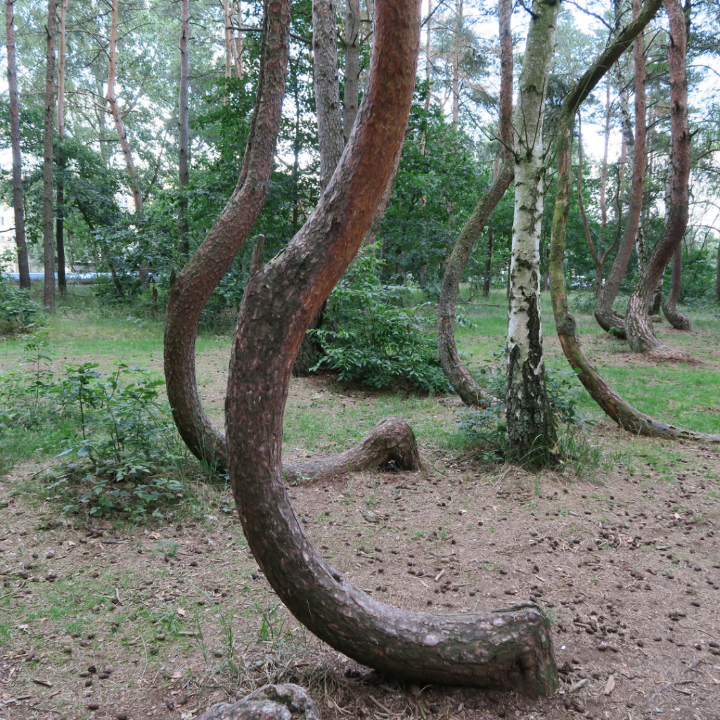 Crooked Forest