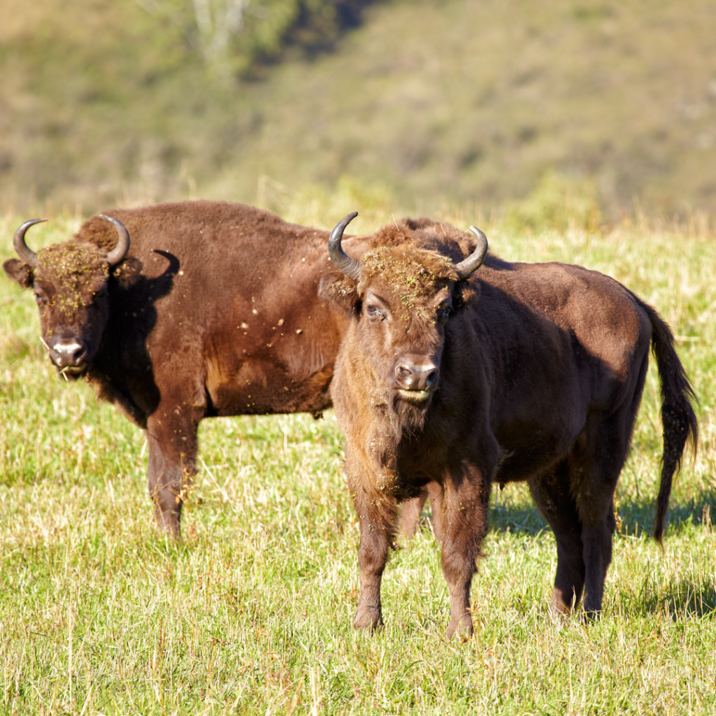 European bison