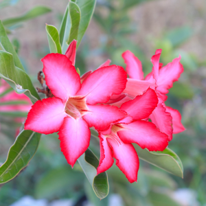 Impala-Lily-ghana