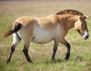 Takhi-Przewalskis-horse