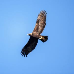 golden-eagle