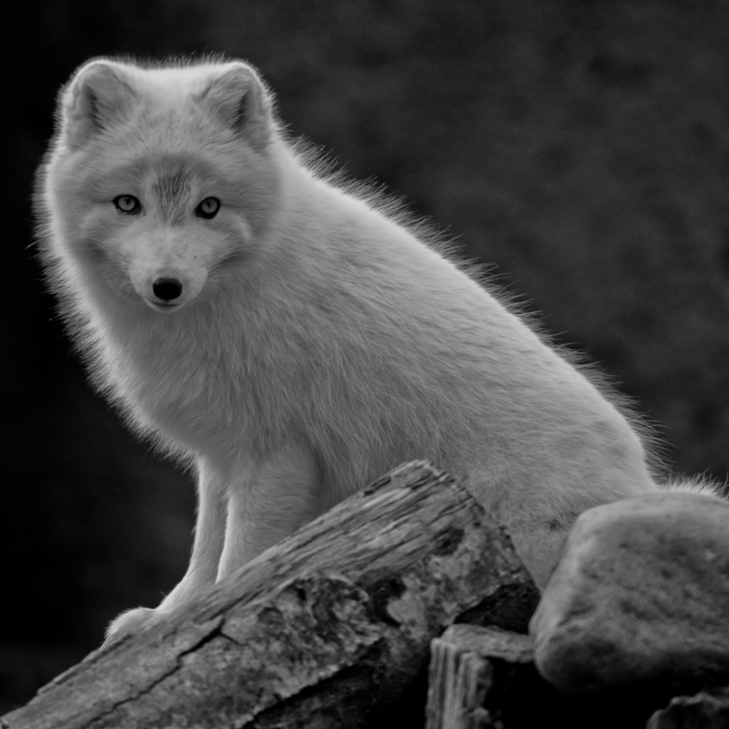 Arctic fox