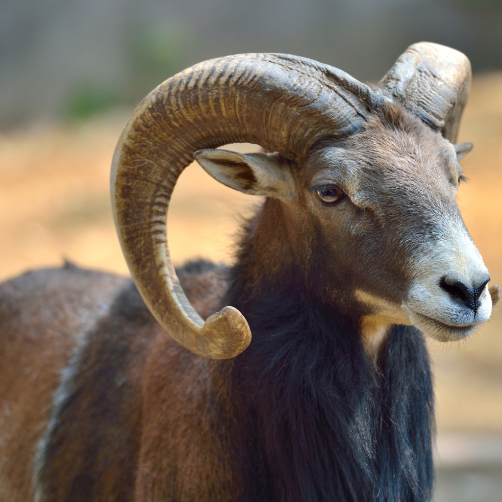 Argali-sheep