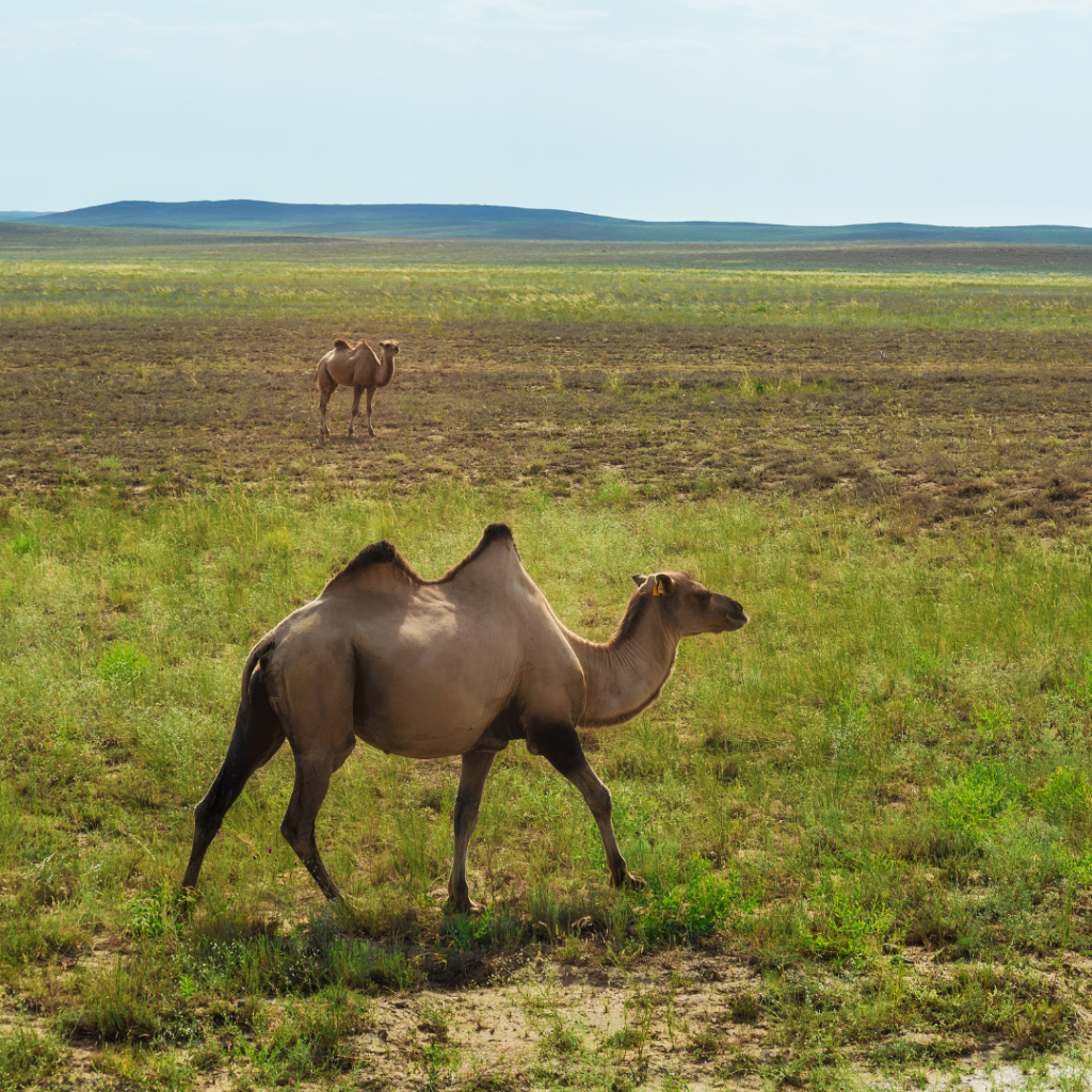 Kazakh-camels