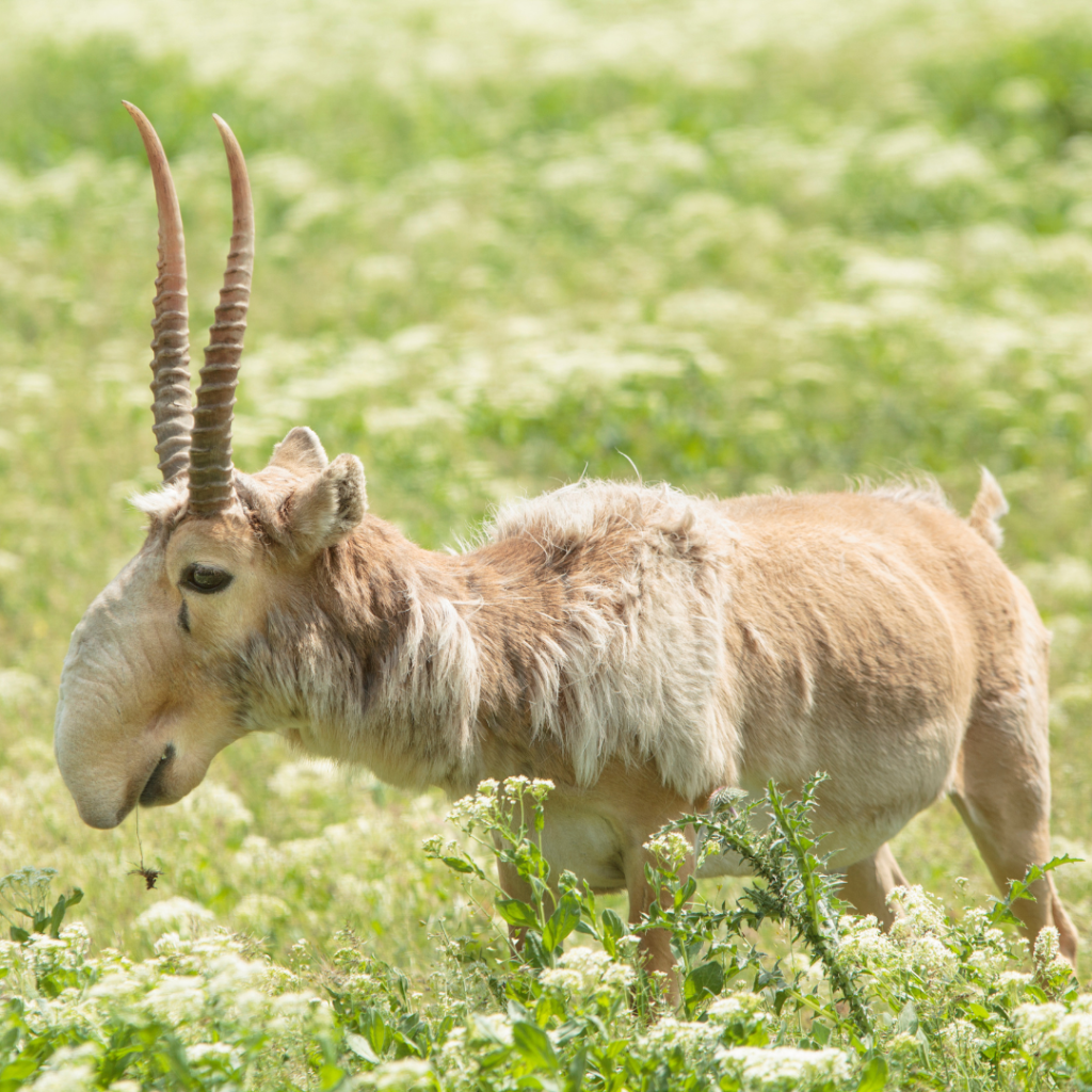 Saiga-antelope