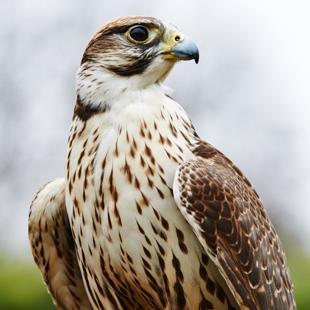 Saker-falcon