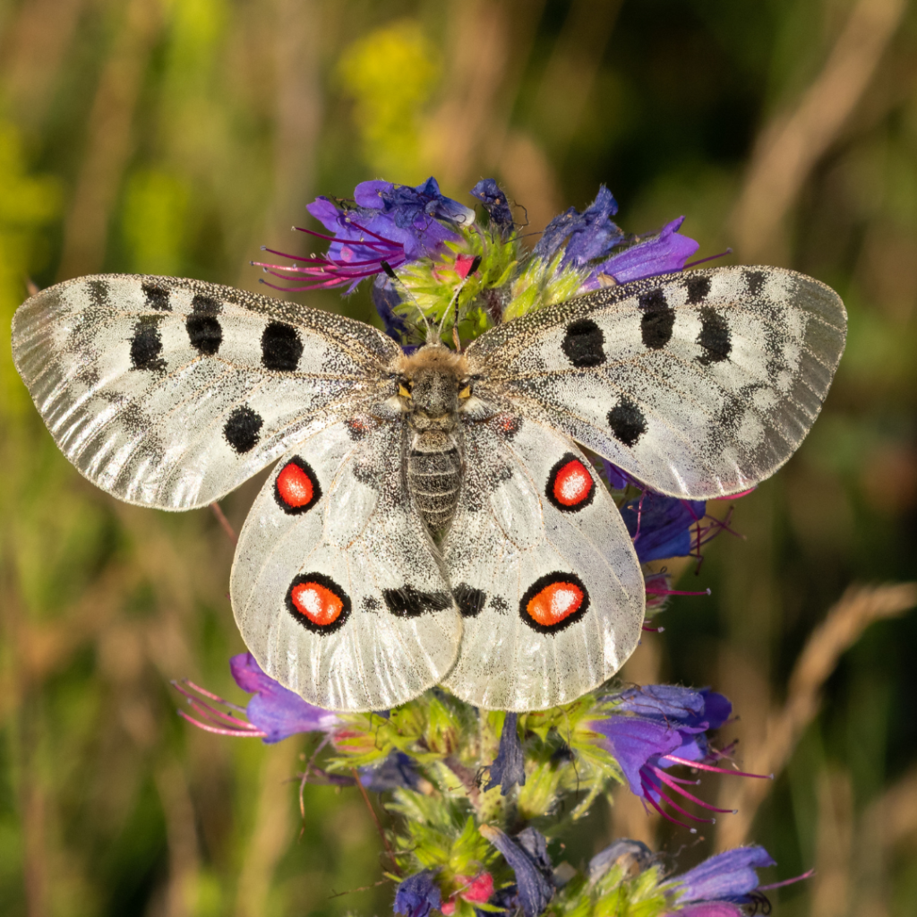 Apollo butterfly