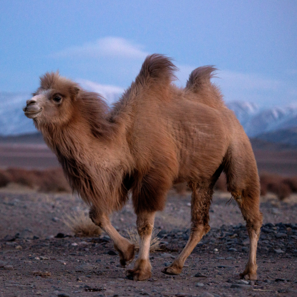 bactrian-camel