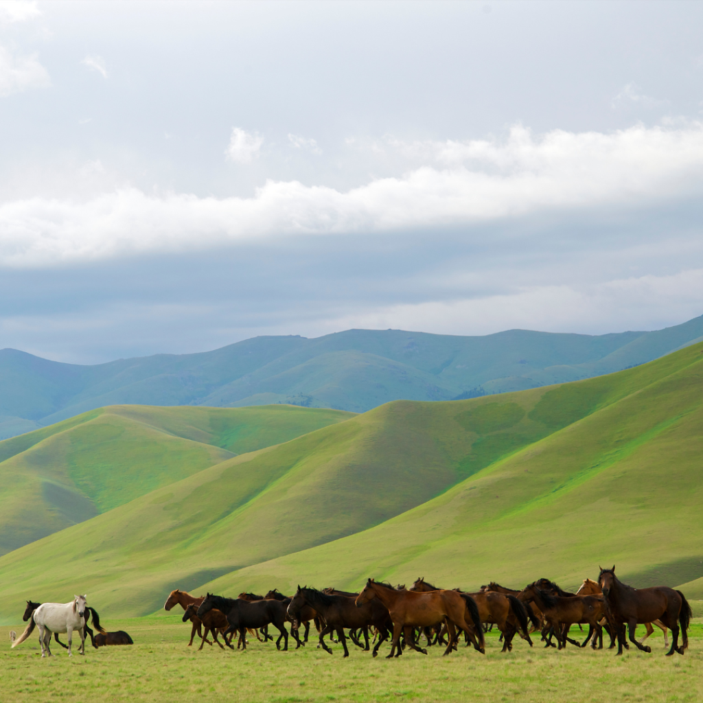 herd-of-Kazakh-horses