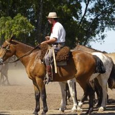 gaucho