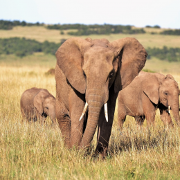 kenya-elephants