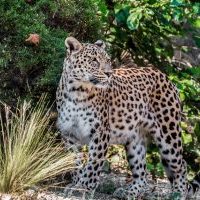 Persian leopard