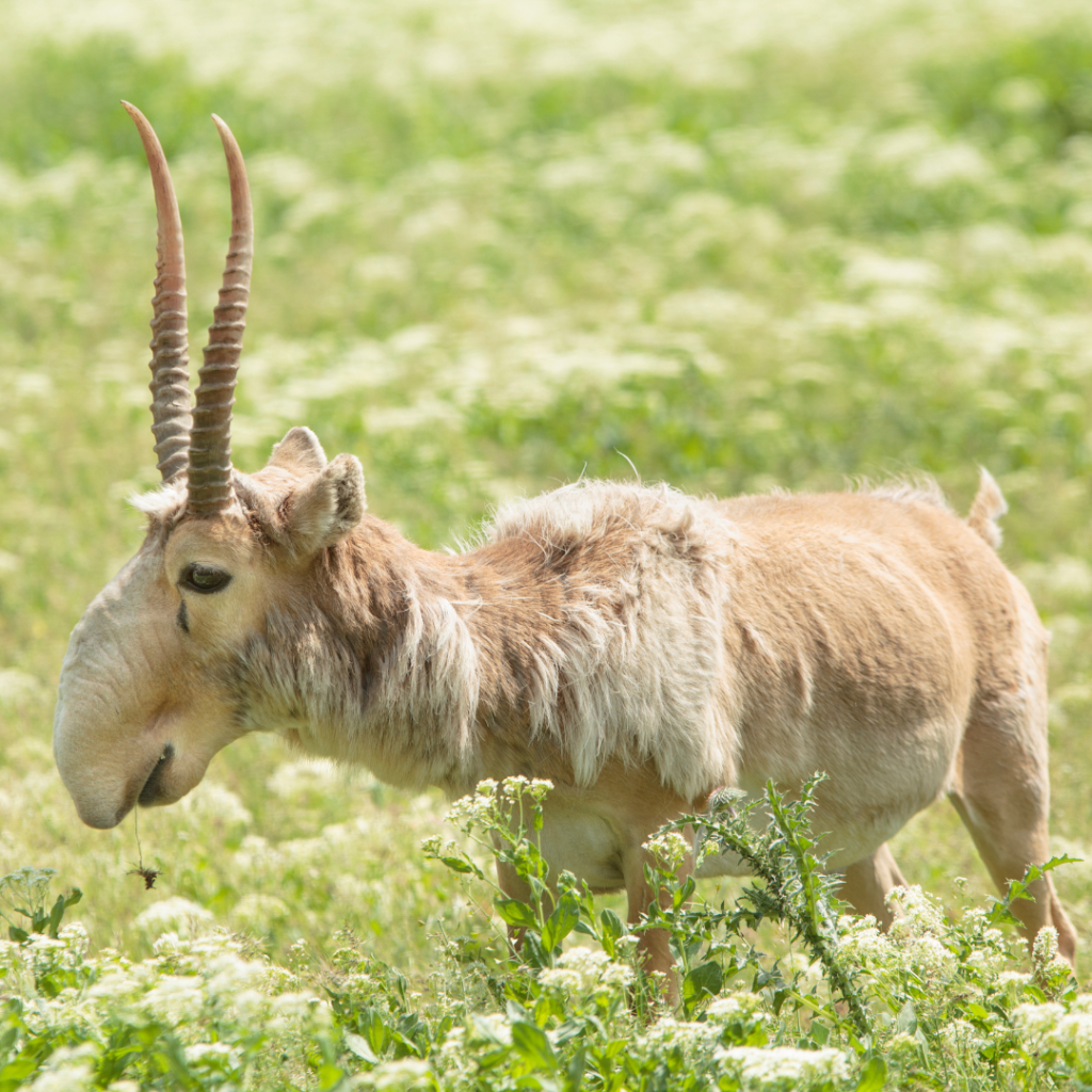 male-saiga-antelope