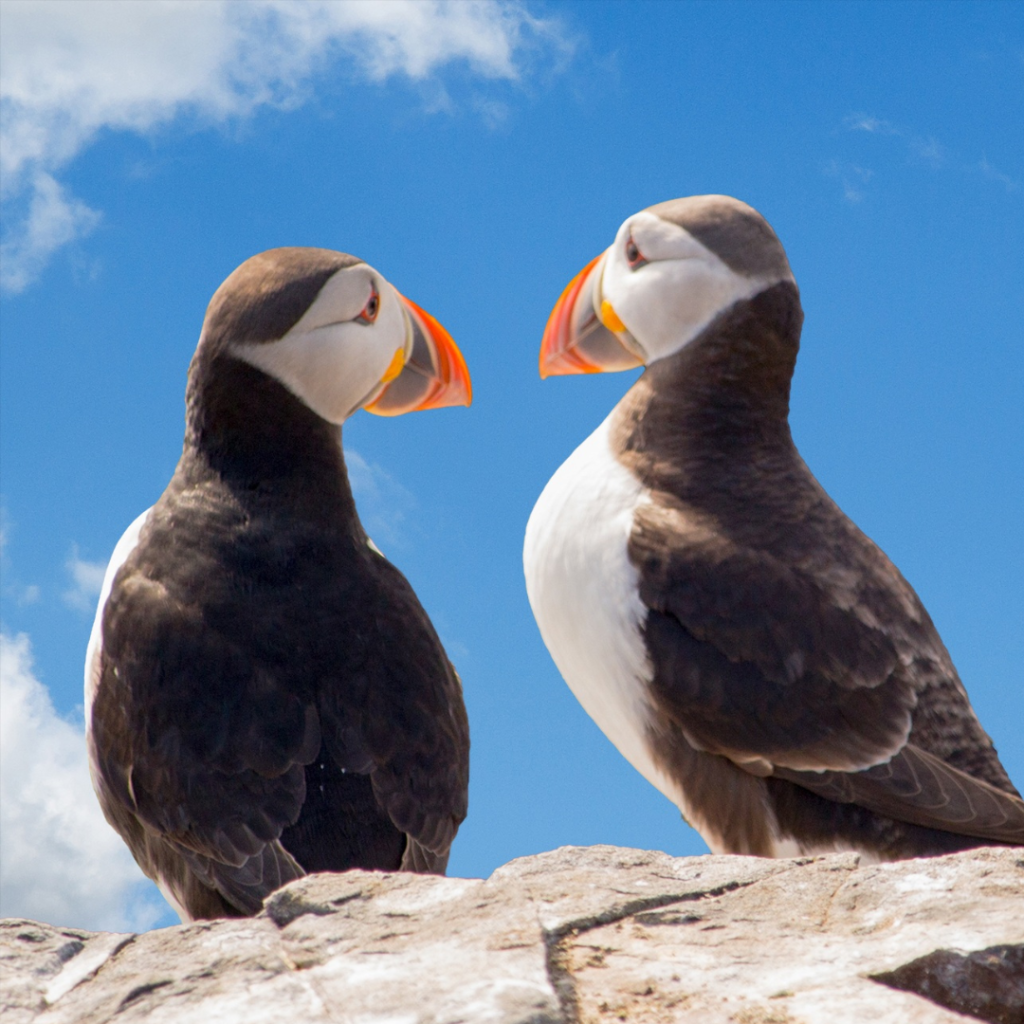 puffins