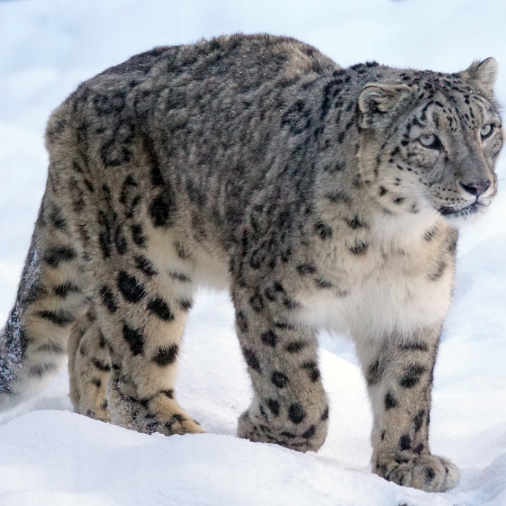 snow-leopard