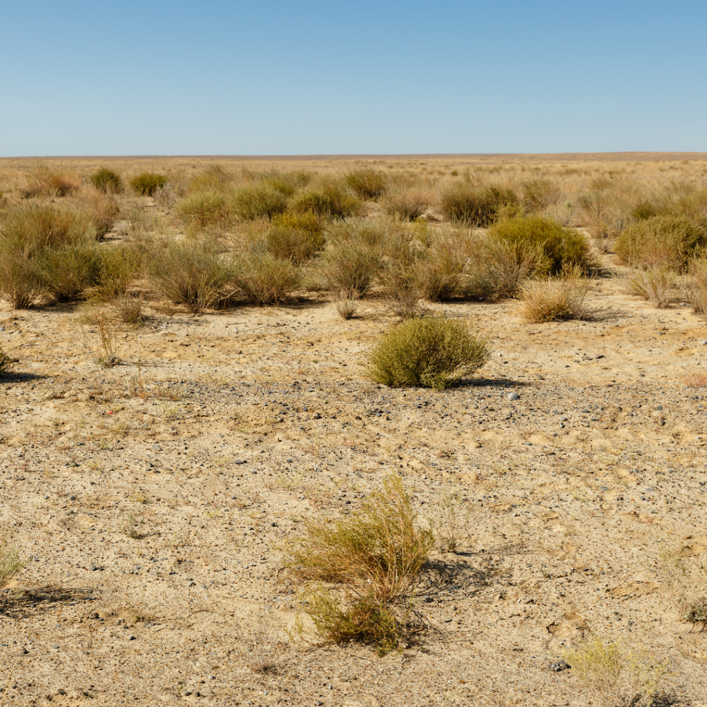 steppe-open-grassland