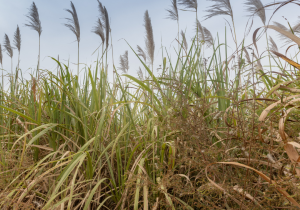 sugarcane-burkina-faso